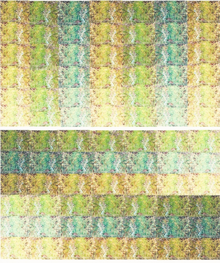 Carpet of Moss 1